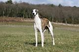 WHIPPET 362